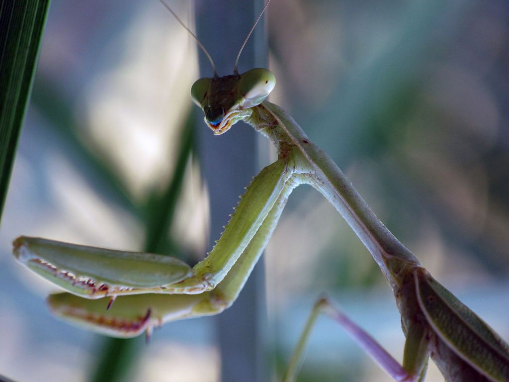 Simone de Beauvoir and Sexual Symbolism in Wonder Woman&nbsp;(2017)